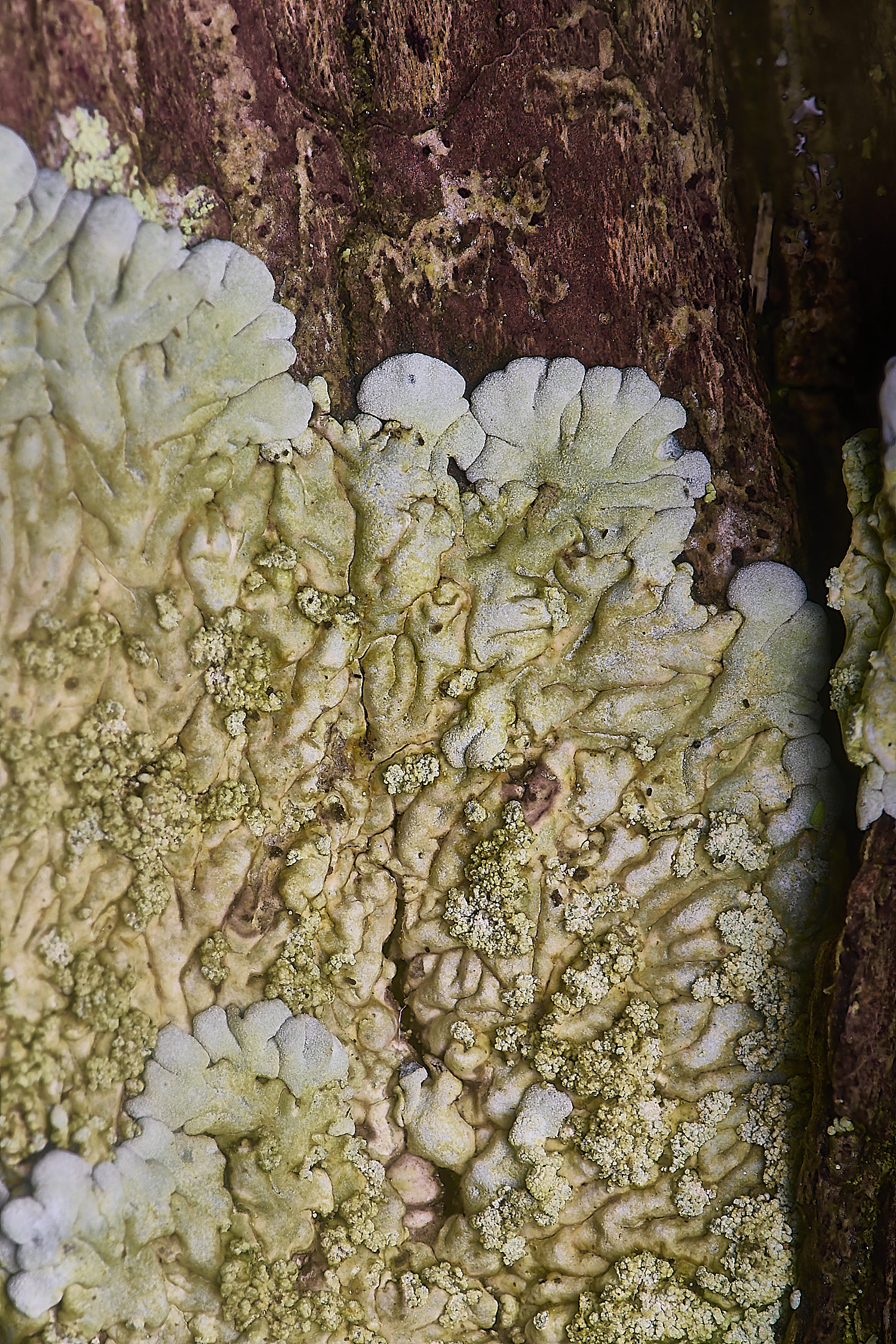 IngworthLichen13060225-3