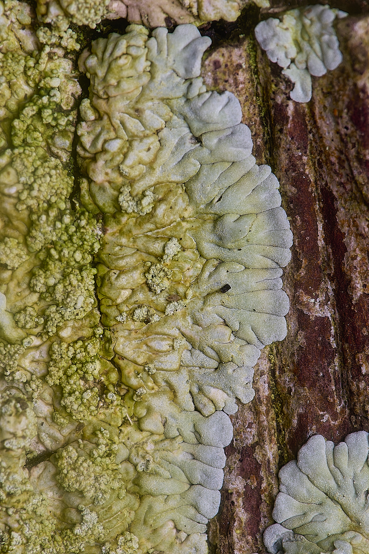 IngworthLichen13060225-4