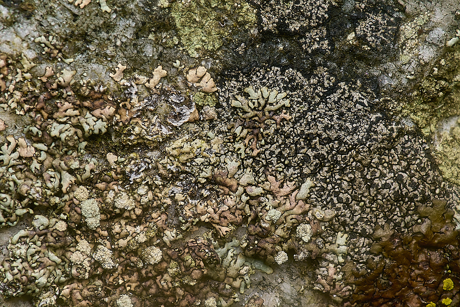 IngworthLichen13210125-1