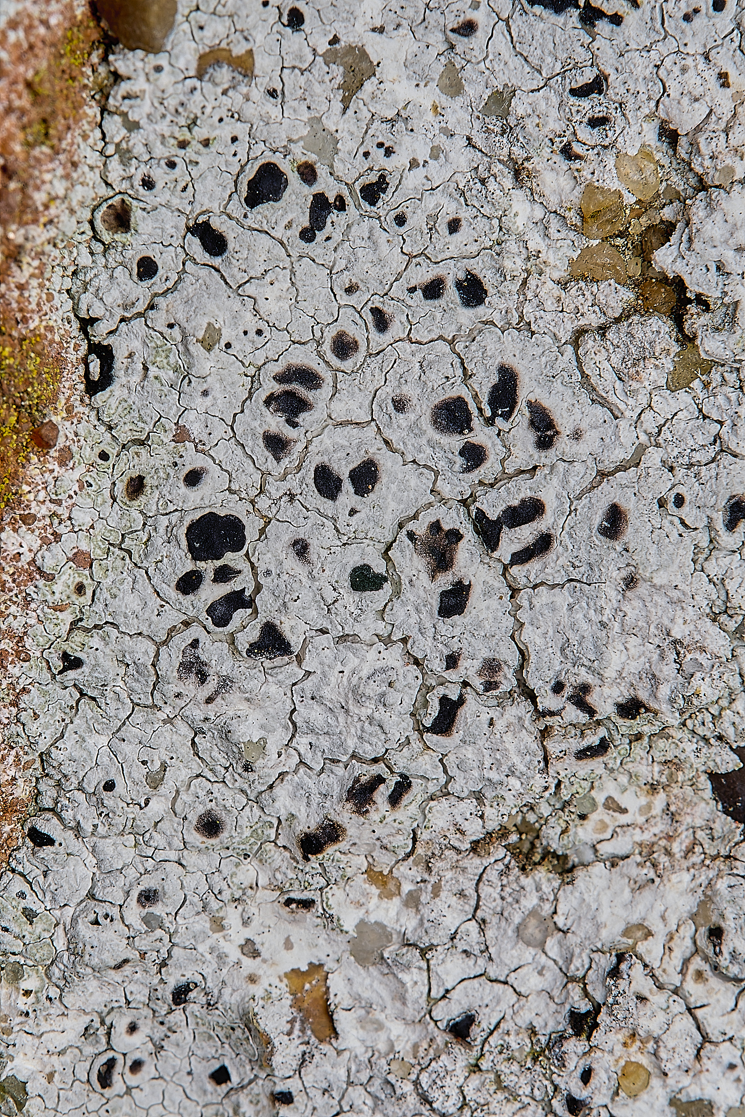 IngworthLichen13290125-1