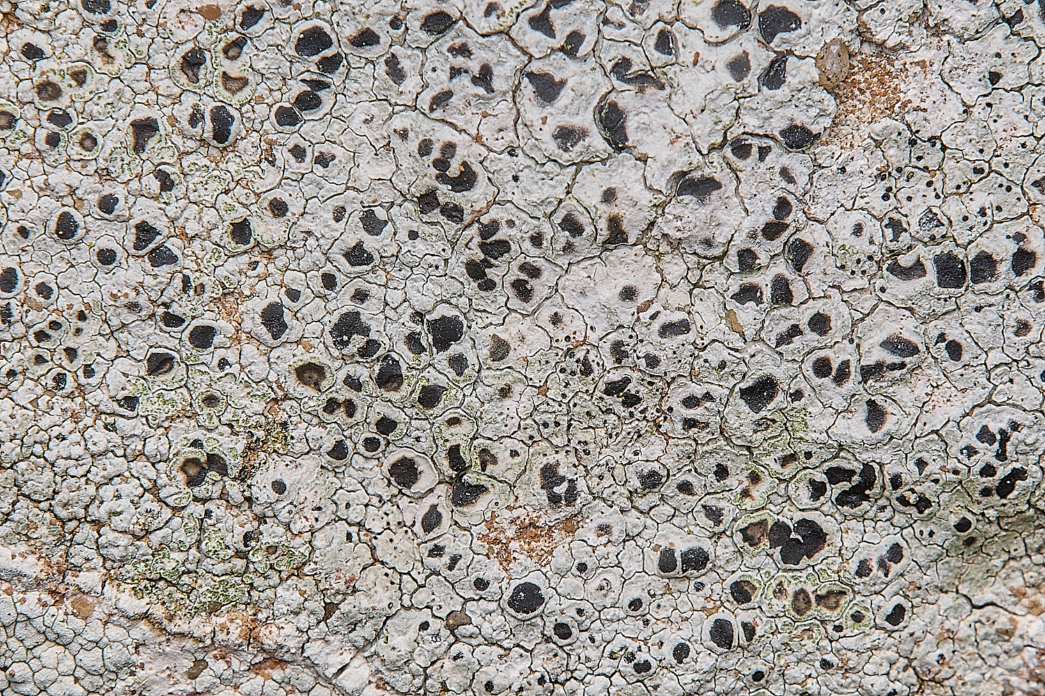 IngworthLichen13290125-2