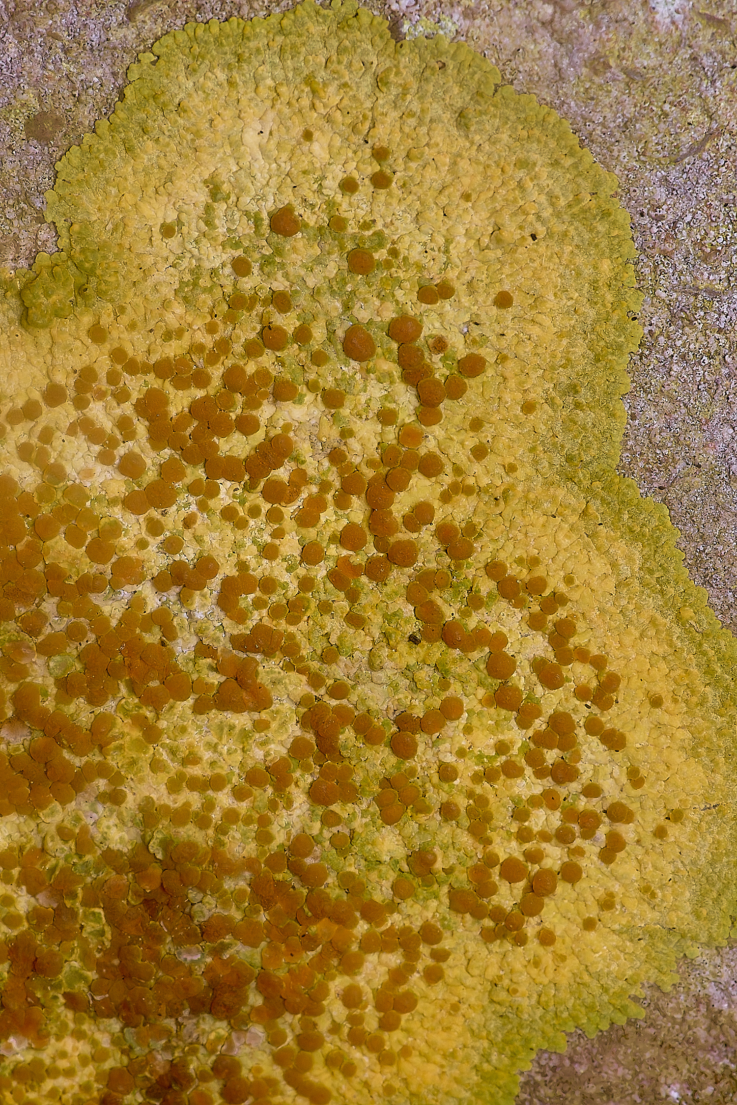 IngworthLichen14060225-1