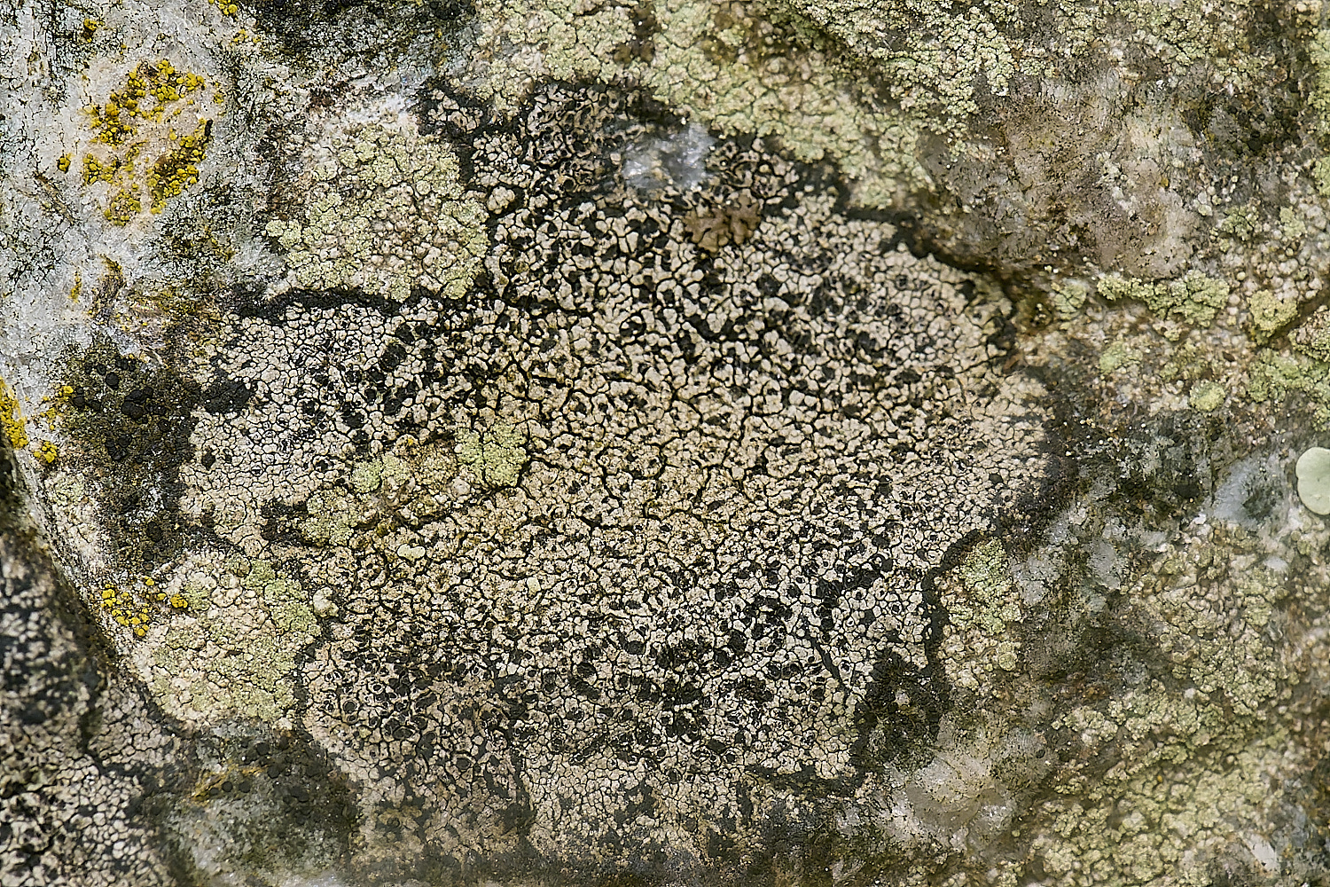 IngworthLichen14210125-1