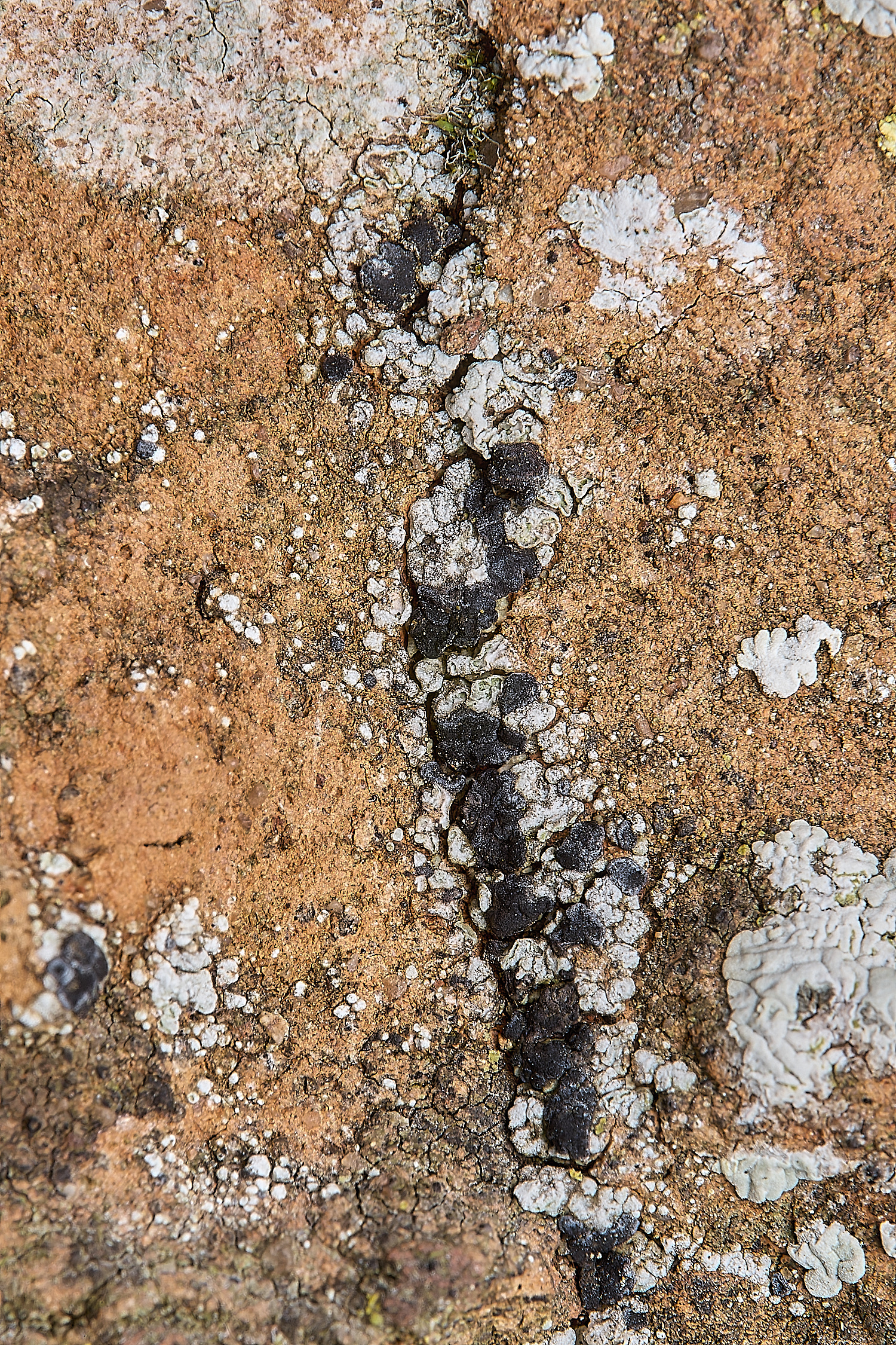 IngworthLichen14290125-1
