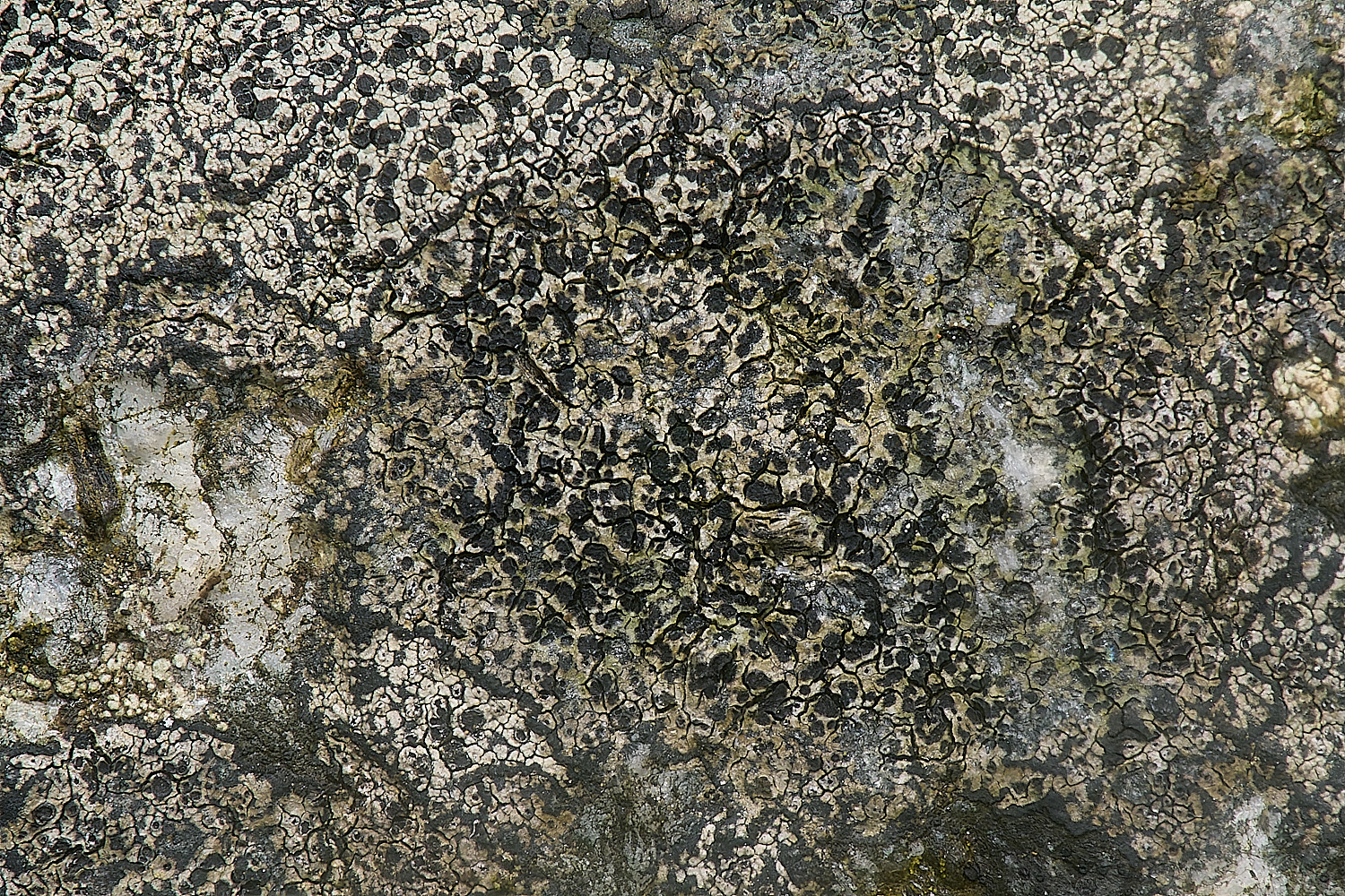IngworthLichen15210125-1