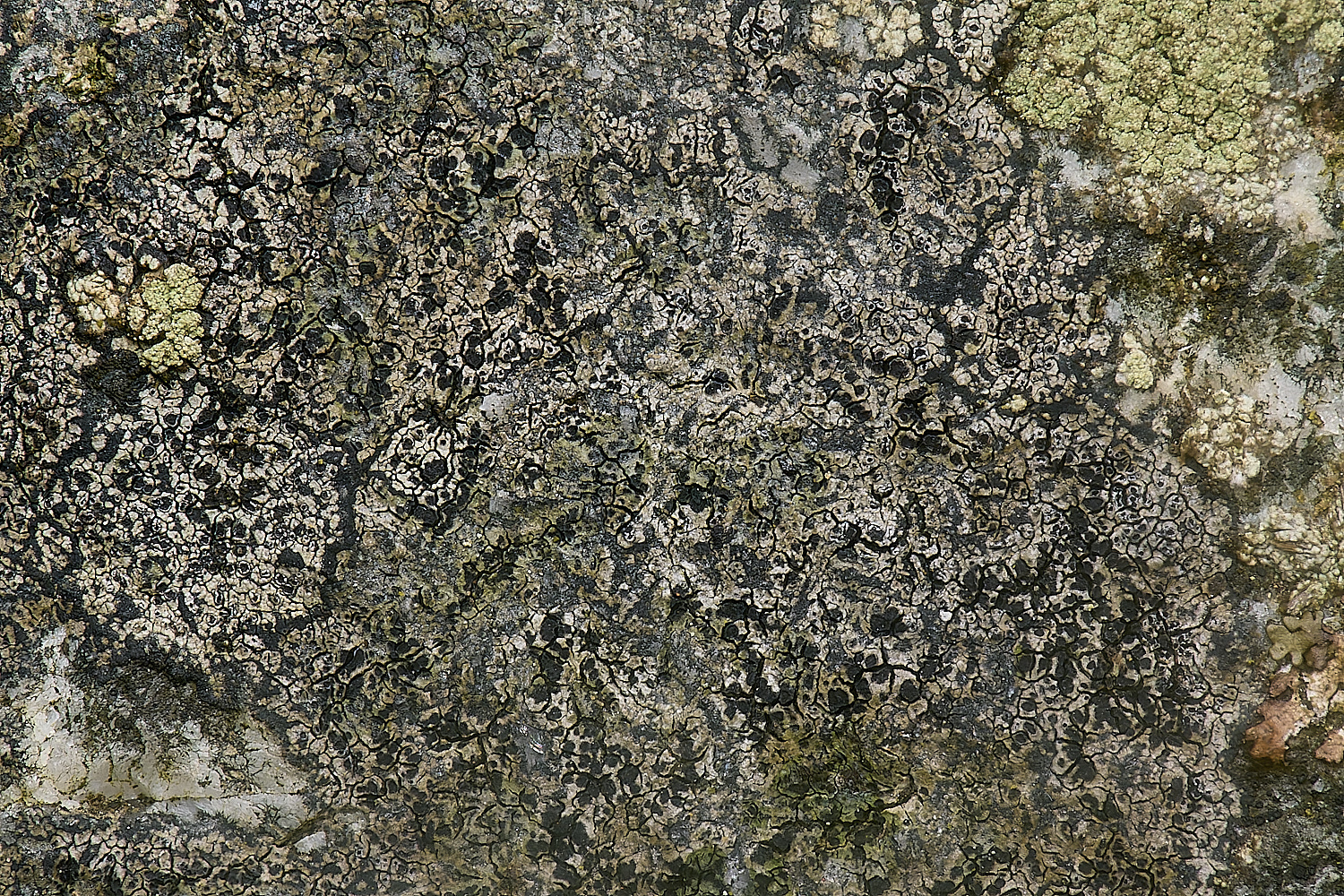 IngworthLichen15210125-2