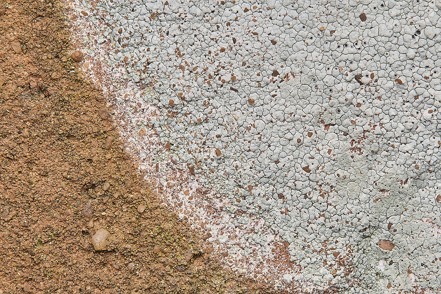 IngworthLichen15290125-1