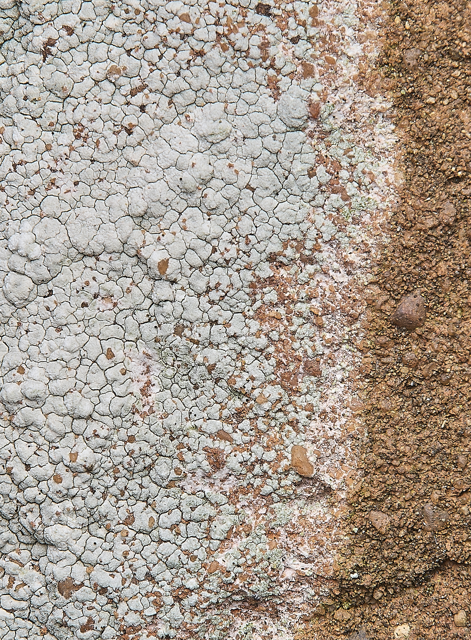 IngworthLichen15290125-2 1