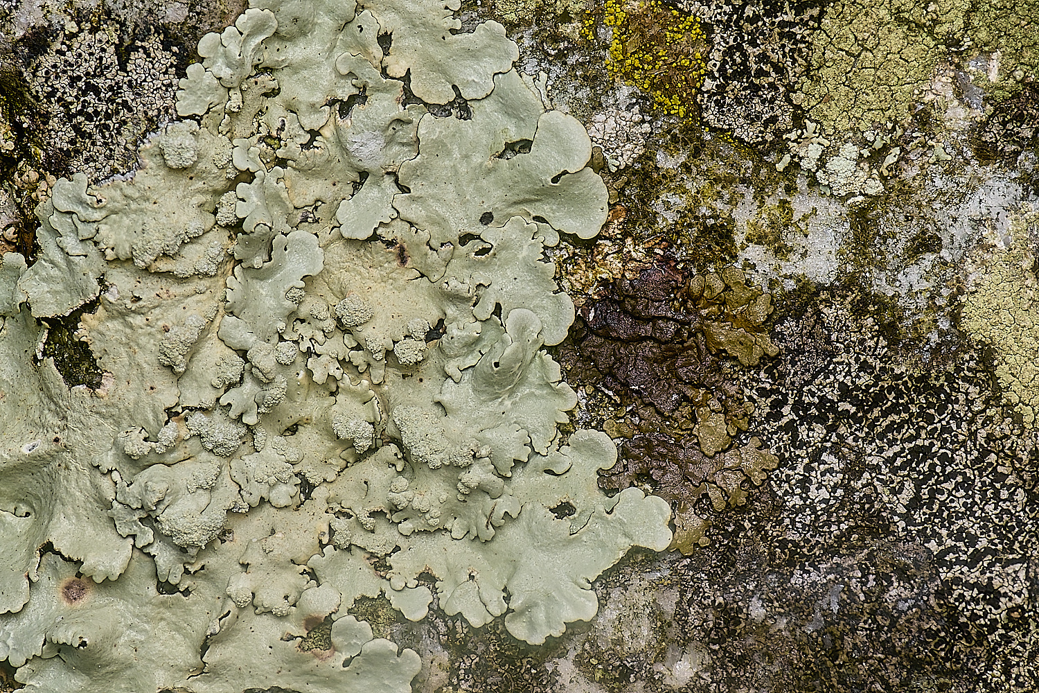 IngworthLichen16210125-1