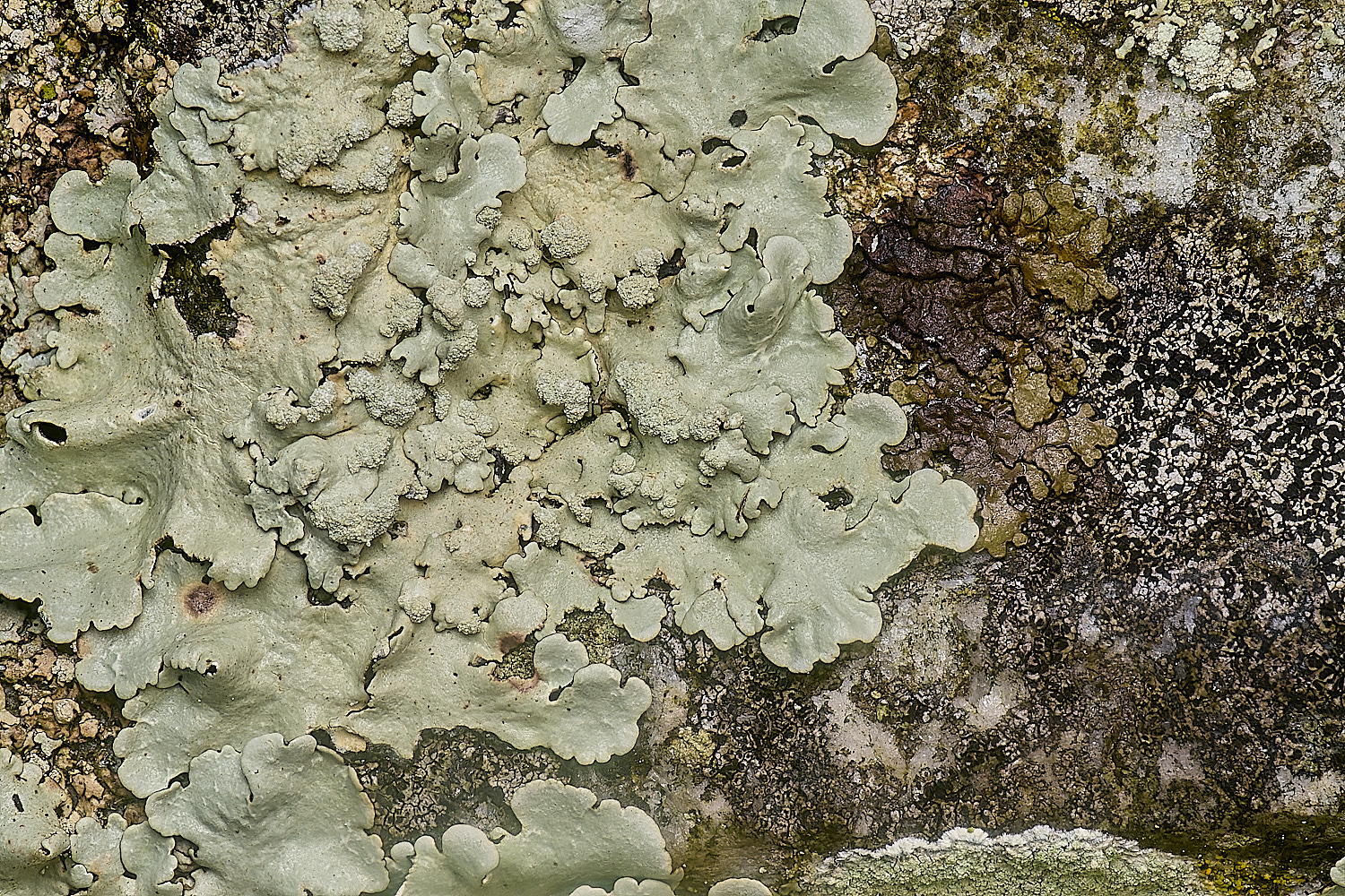 IngworthLichen16210125-2