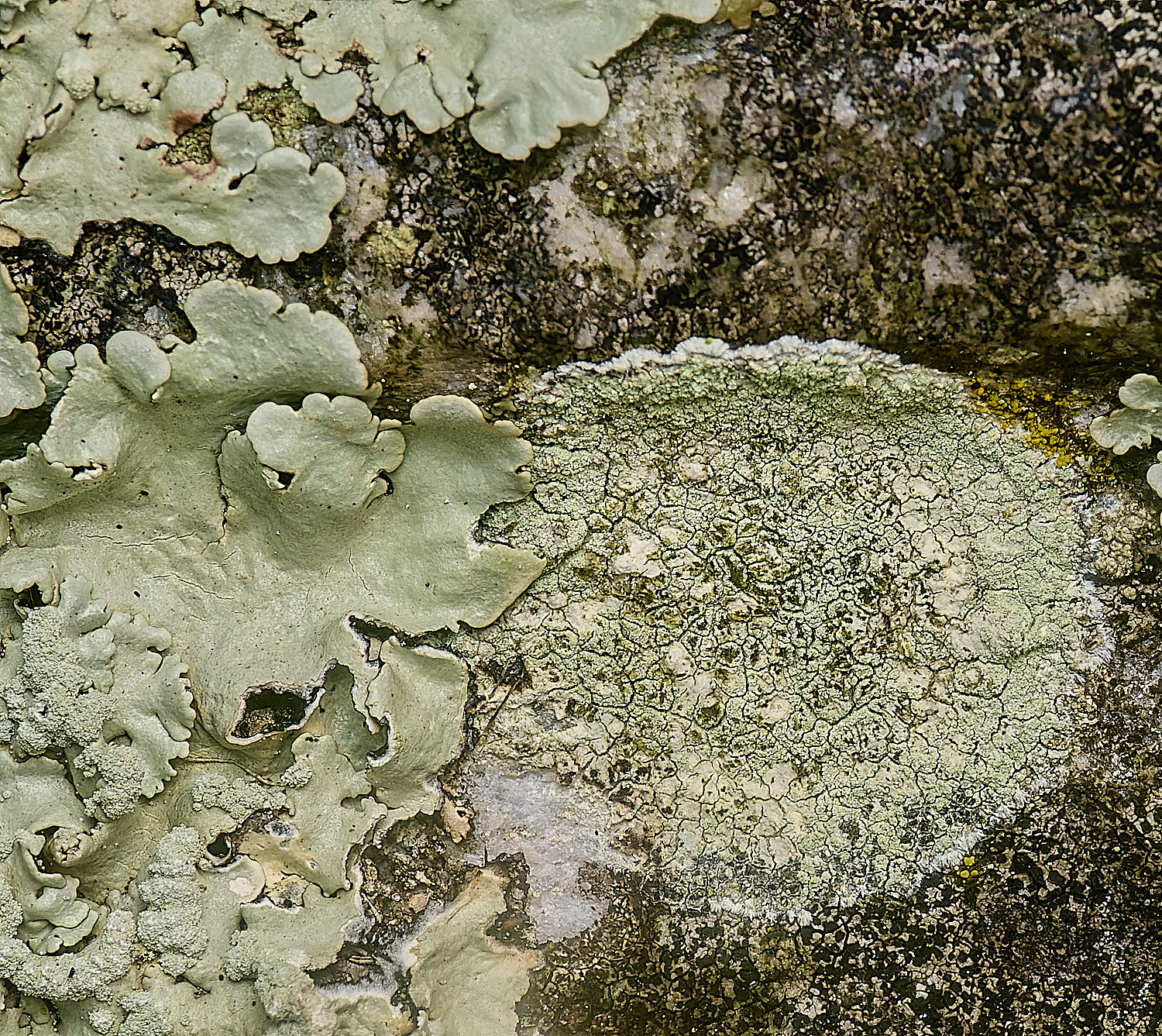 IngworthLichen16210125-3
