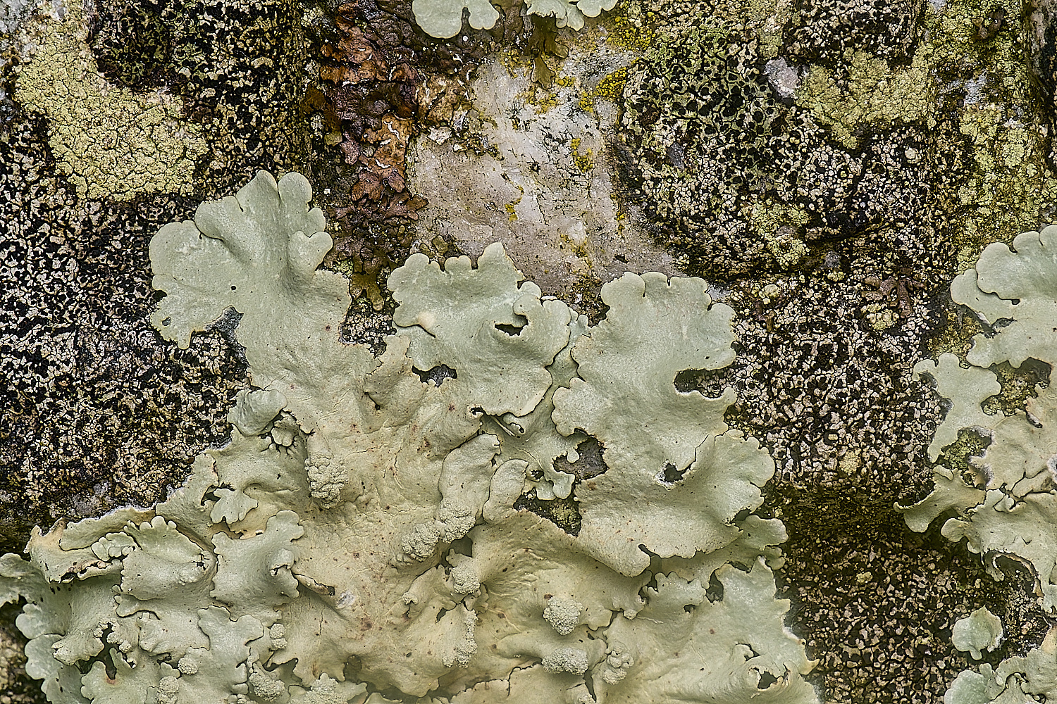 IngworthLichen16210125-4