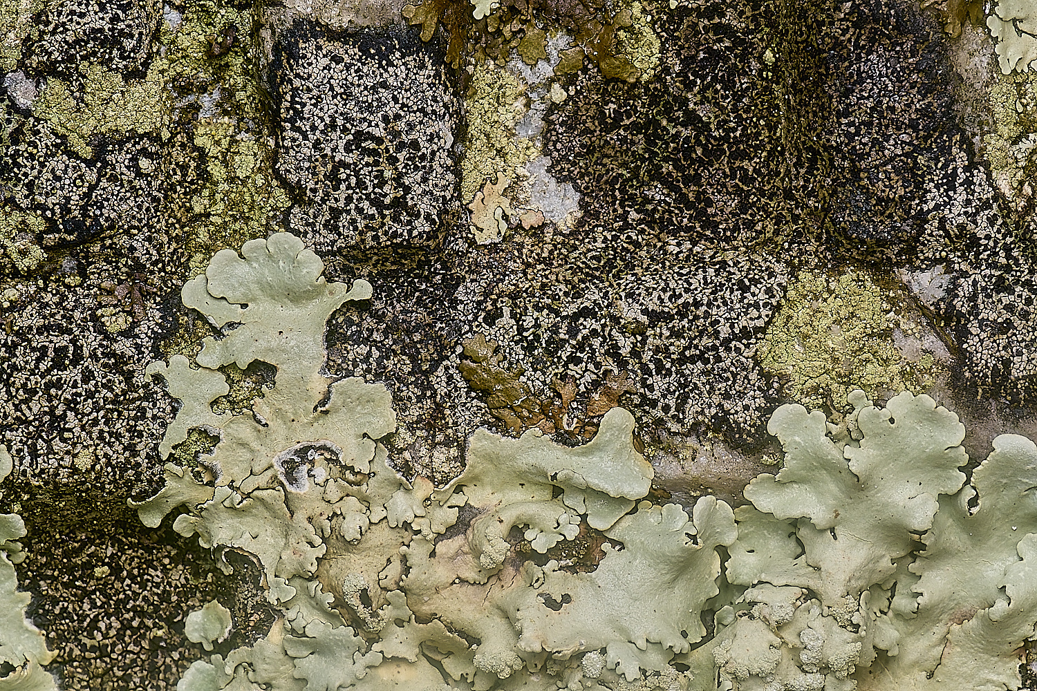 IngworthLichen16210125-5