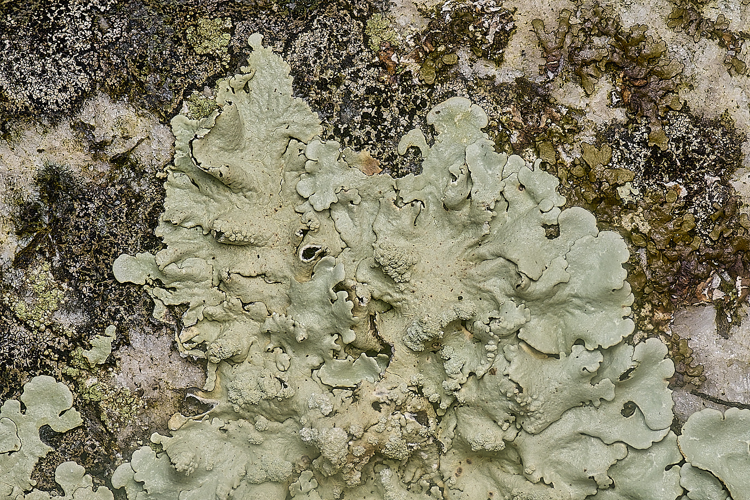 IngworthLichen16210125-6