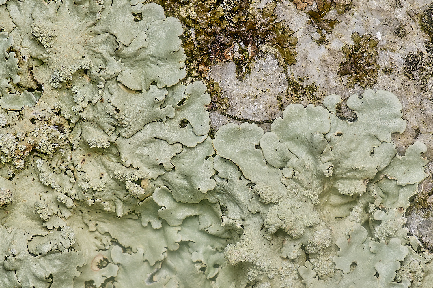 IngworthLichen16210125-7