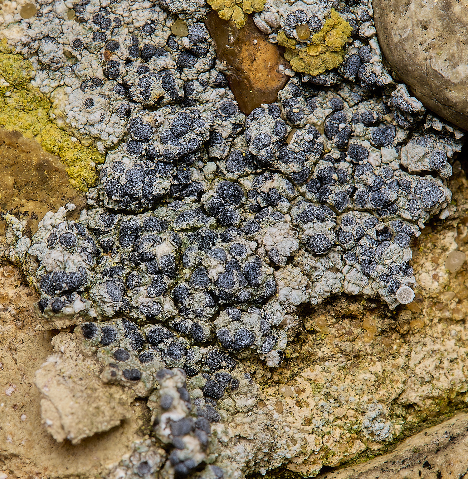 IngworthLichen16290125-1 1