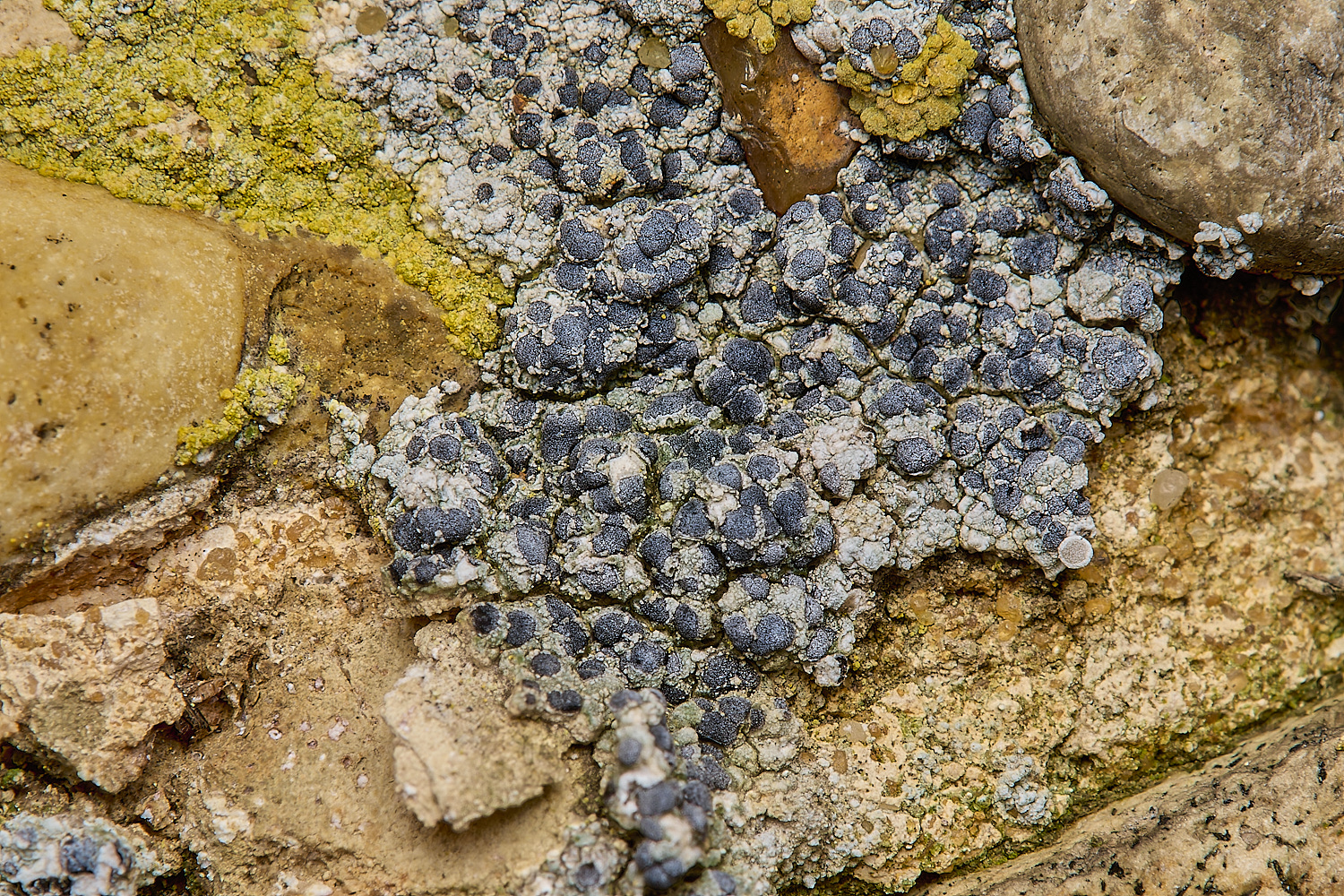 IngworthLichen16290125-1