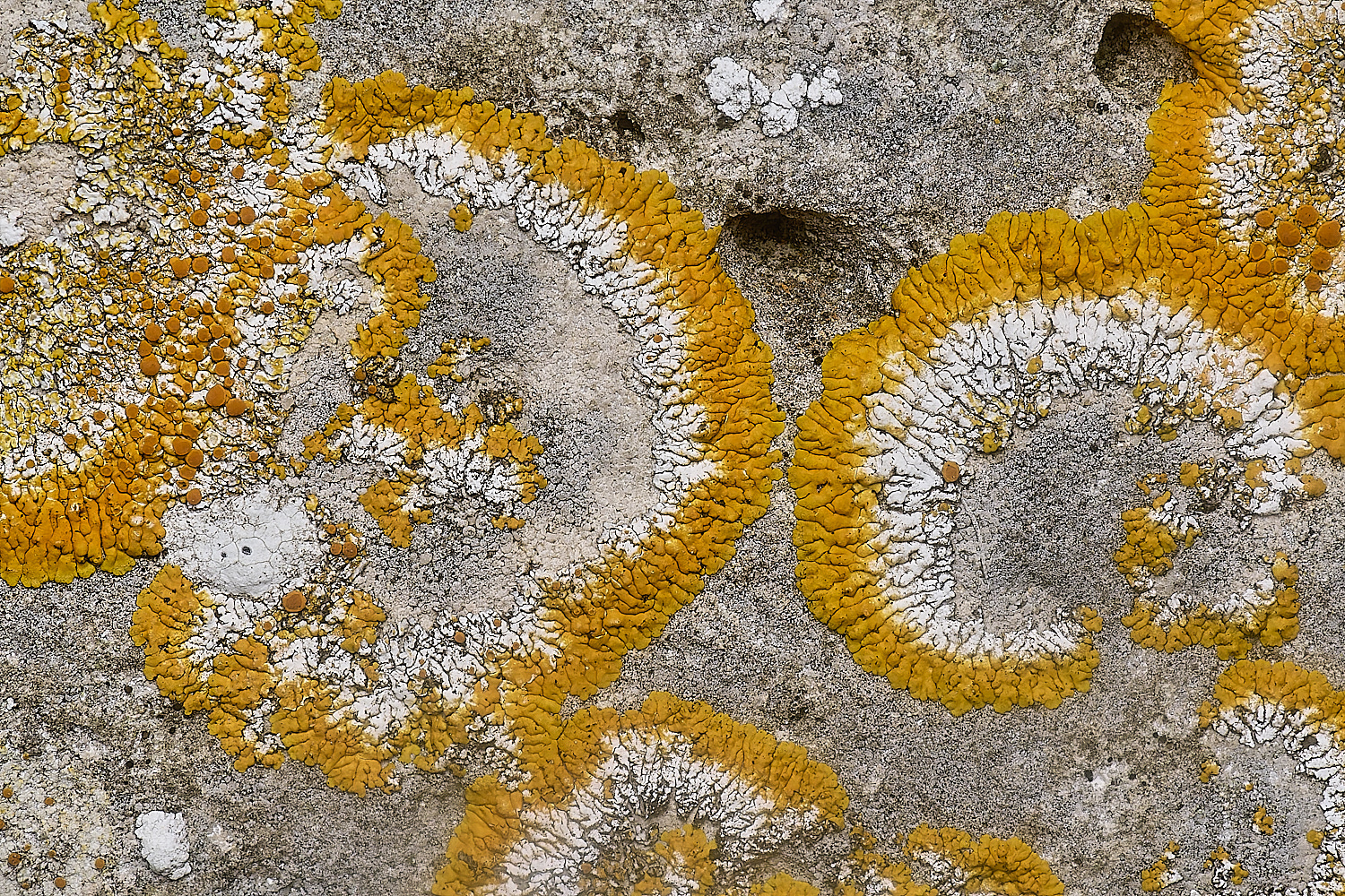 IngworthLichen17210125-1