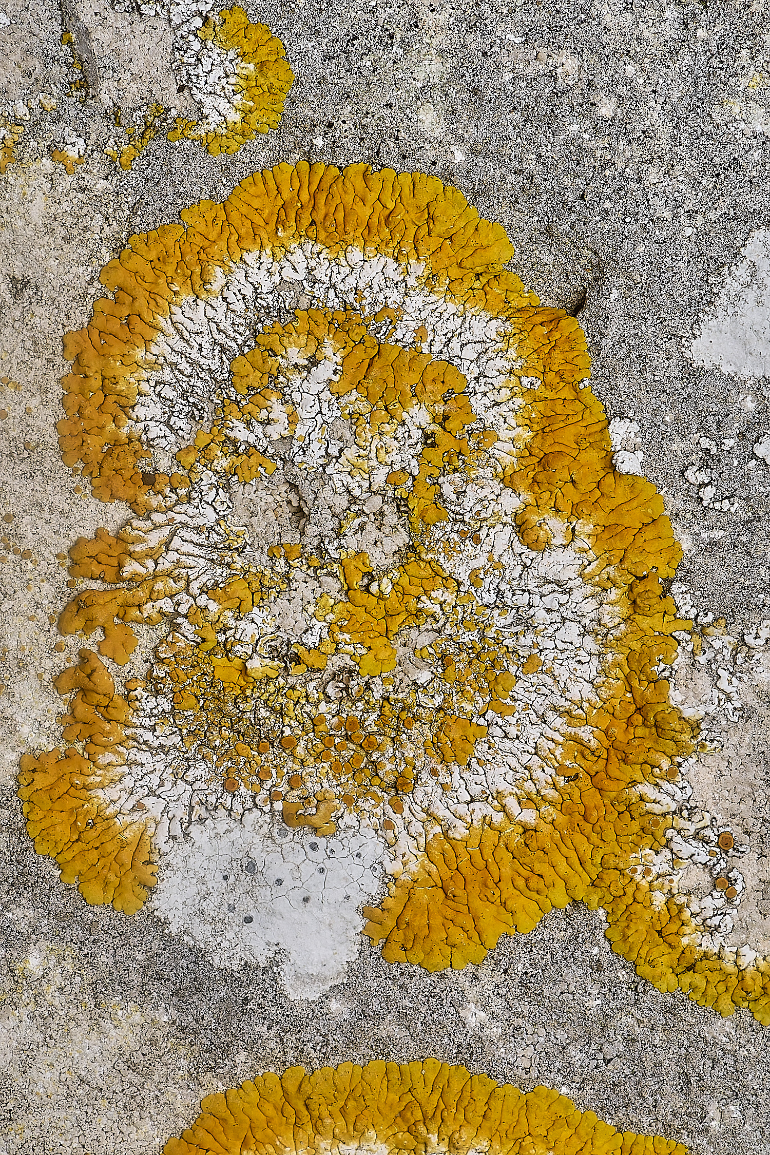 IngworthLichen17210125-2