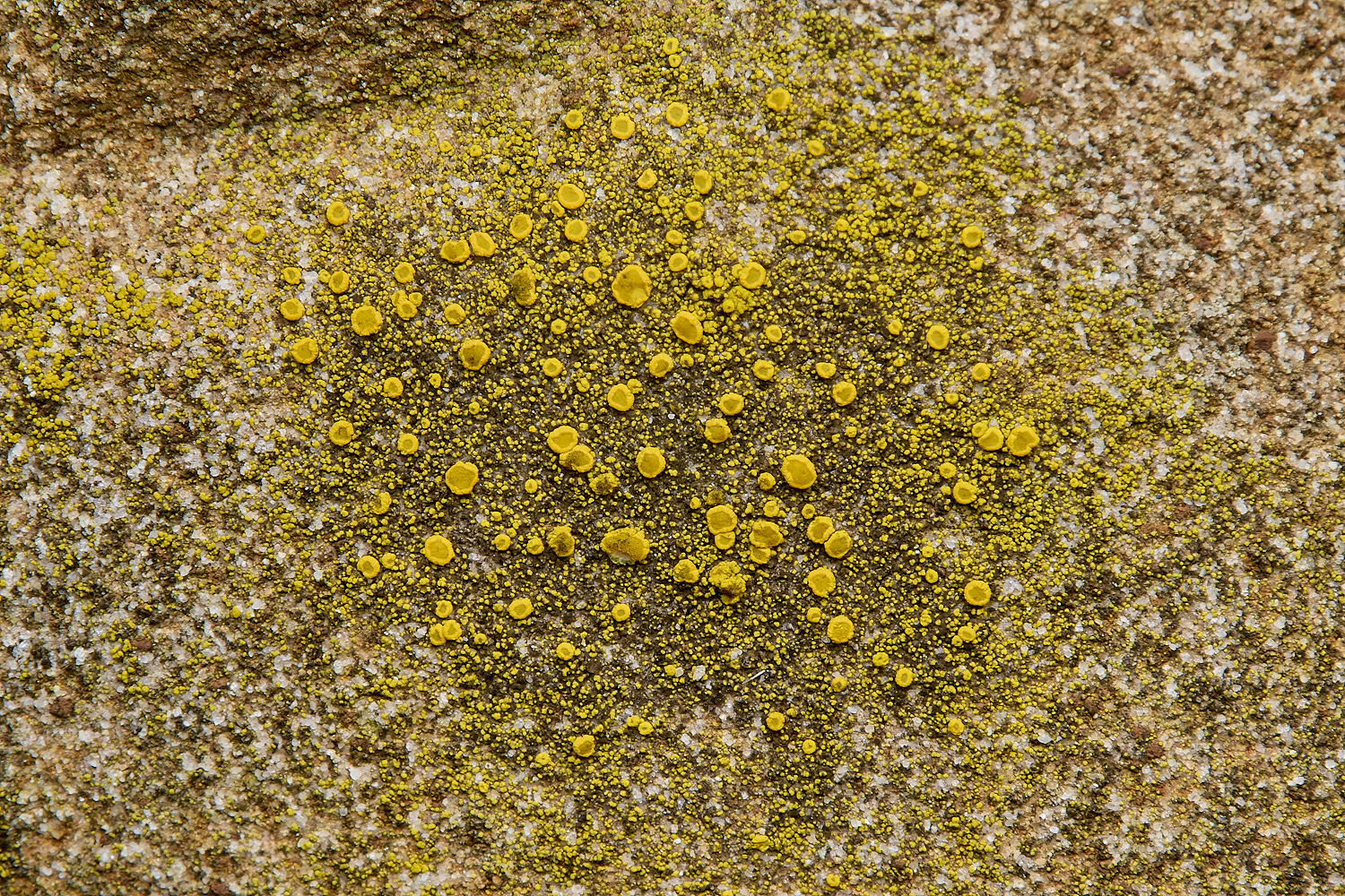 IngworthLichen17290125-1
