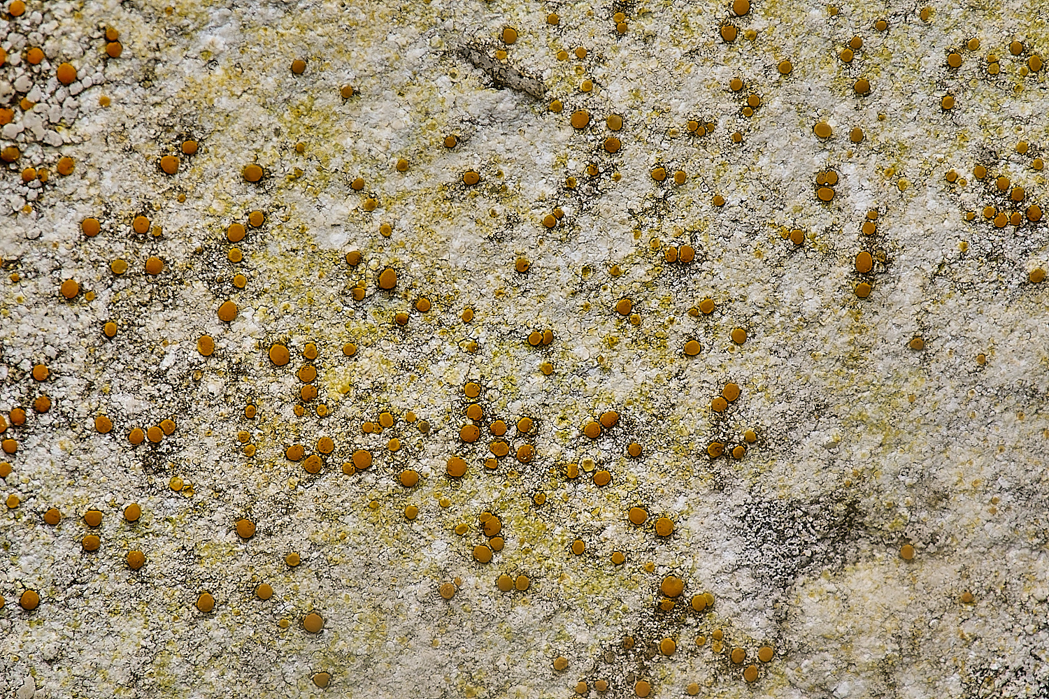 IngworthLichen18210125-1