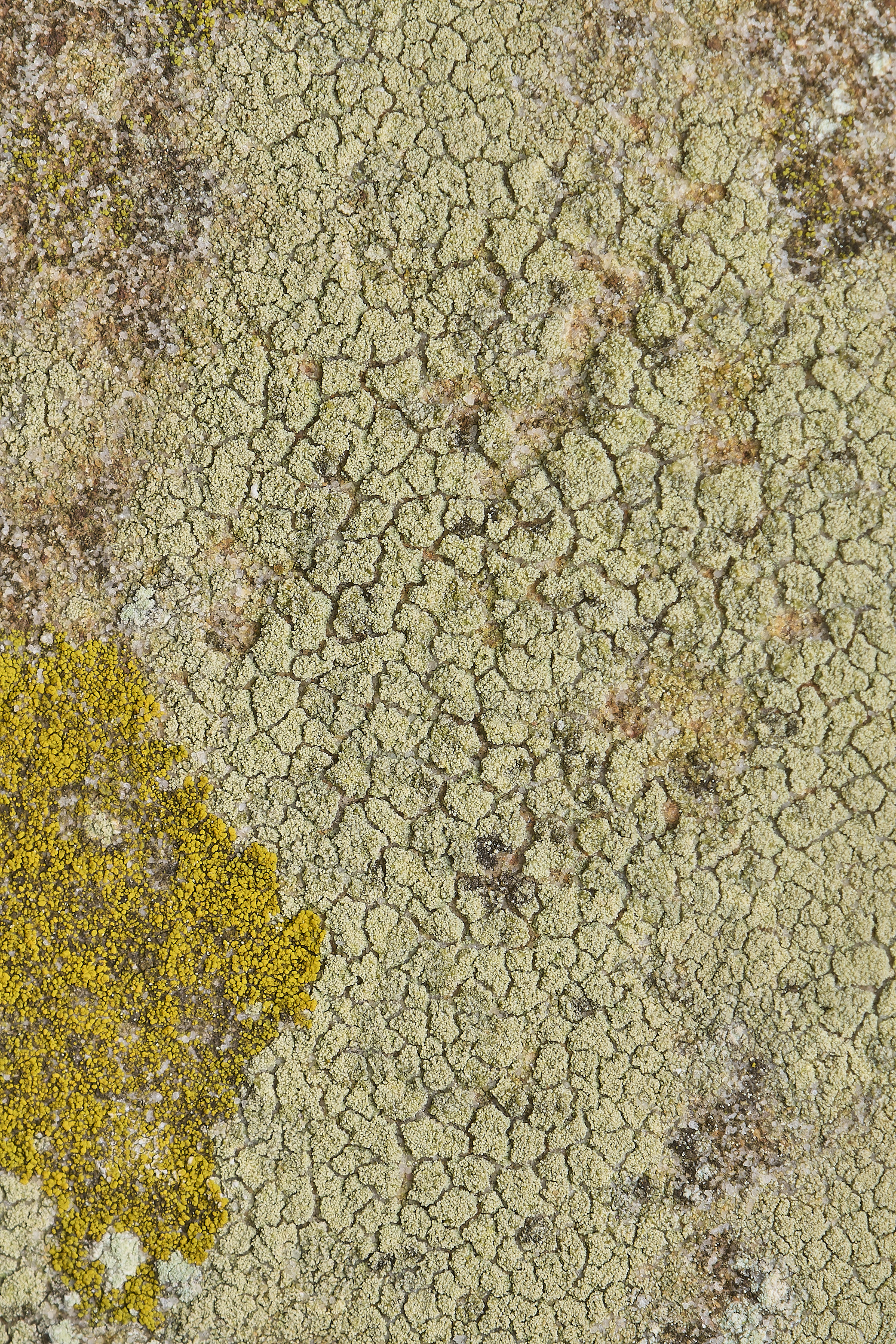 IngworthLichen18290125-1