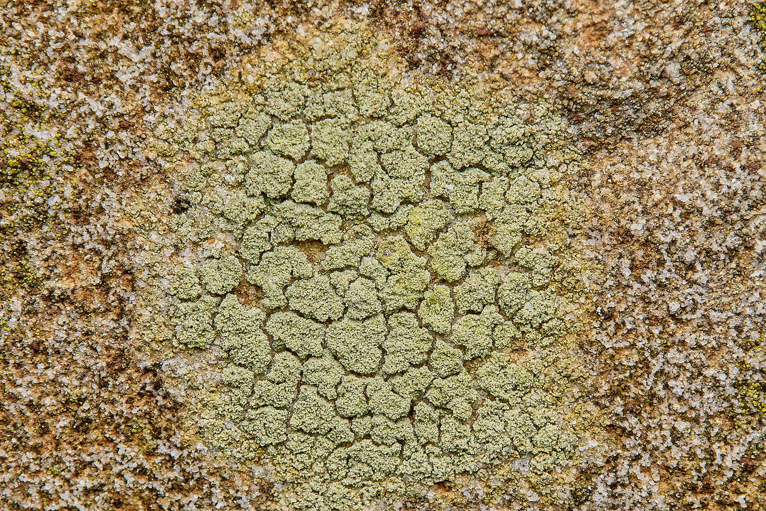 IngworthLichen18290125-2