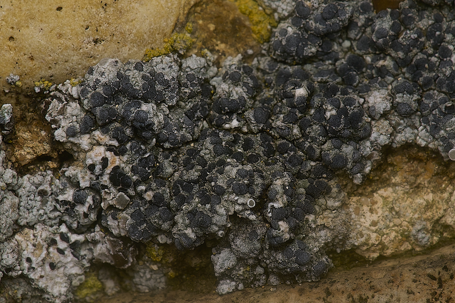 IngworthLichen19210125-1