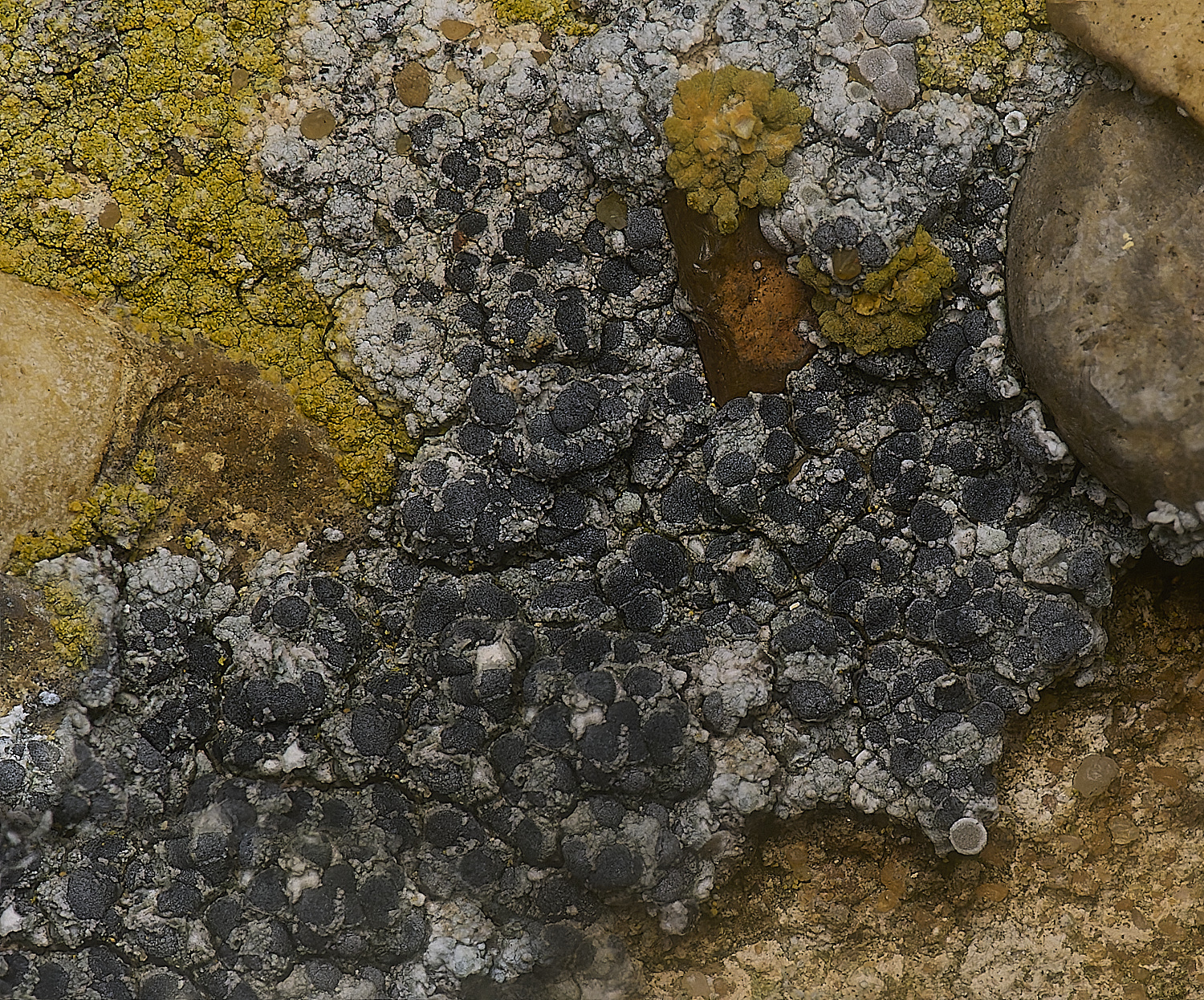 IngworthLichen19210125-2