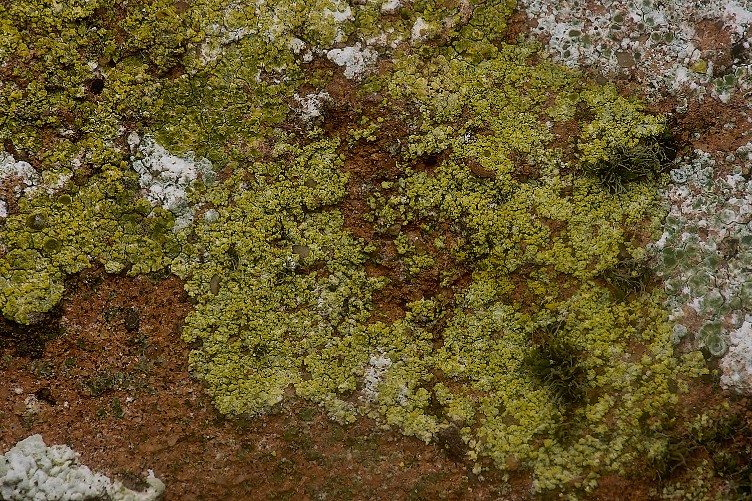 IngworthLichen20210125-1