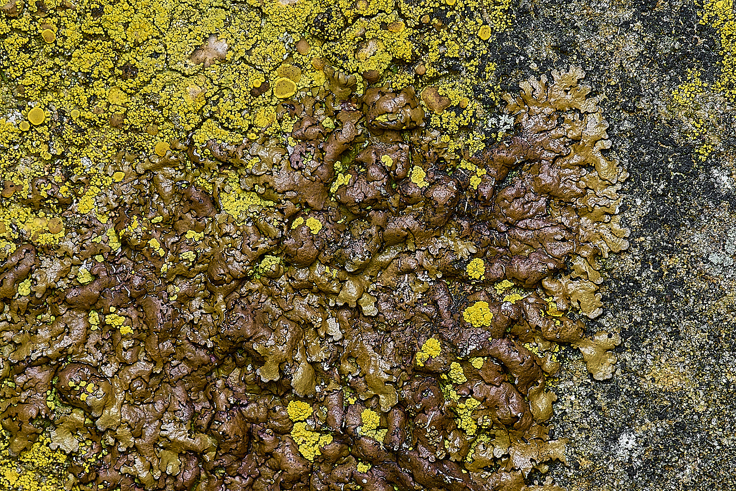 IngworthLichen20290125-1