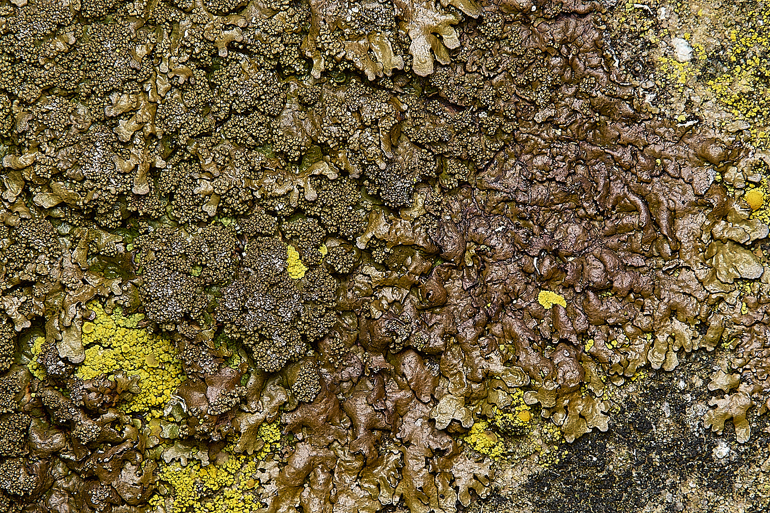 IngworthLichen20290125-2