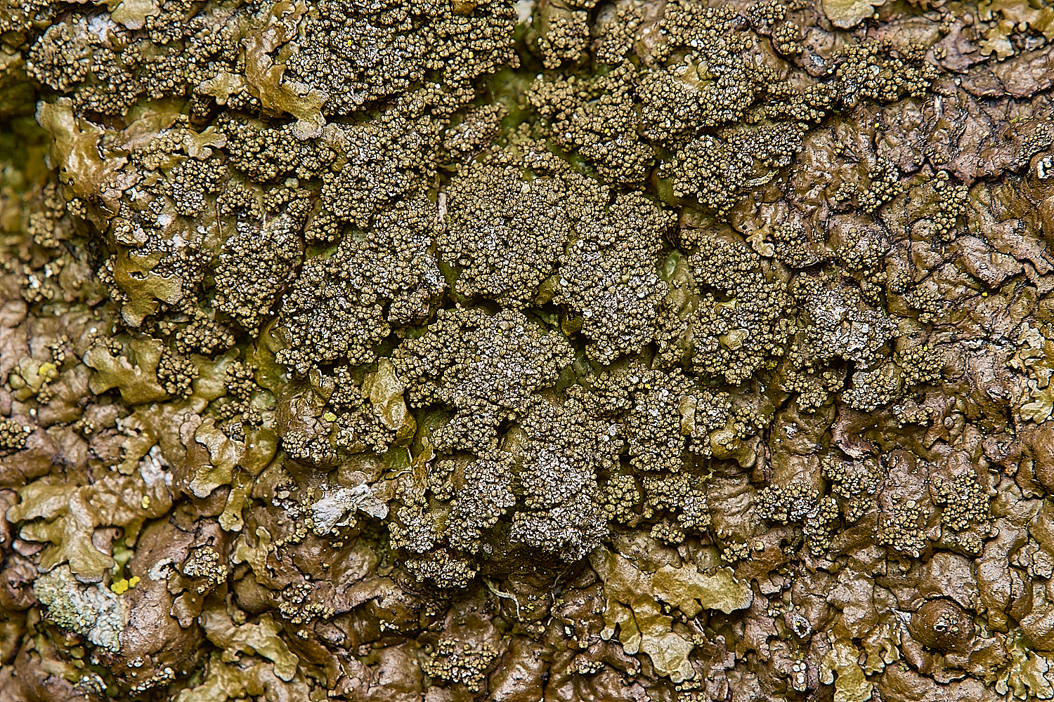 IngworthLichen20290125-3