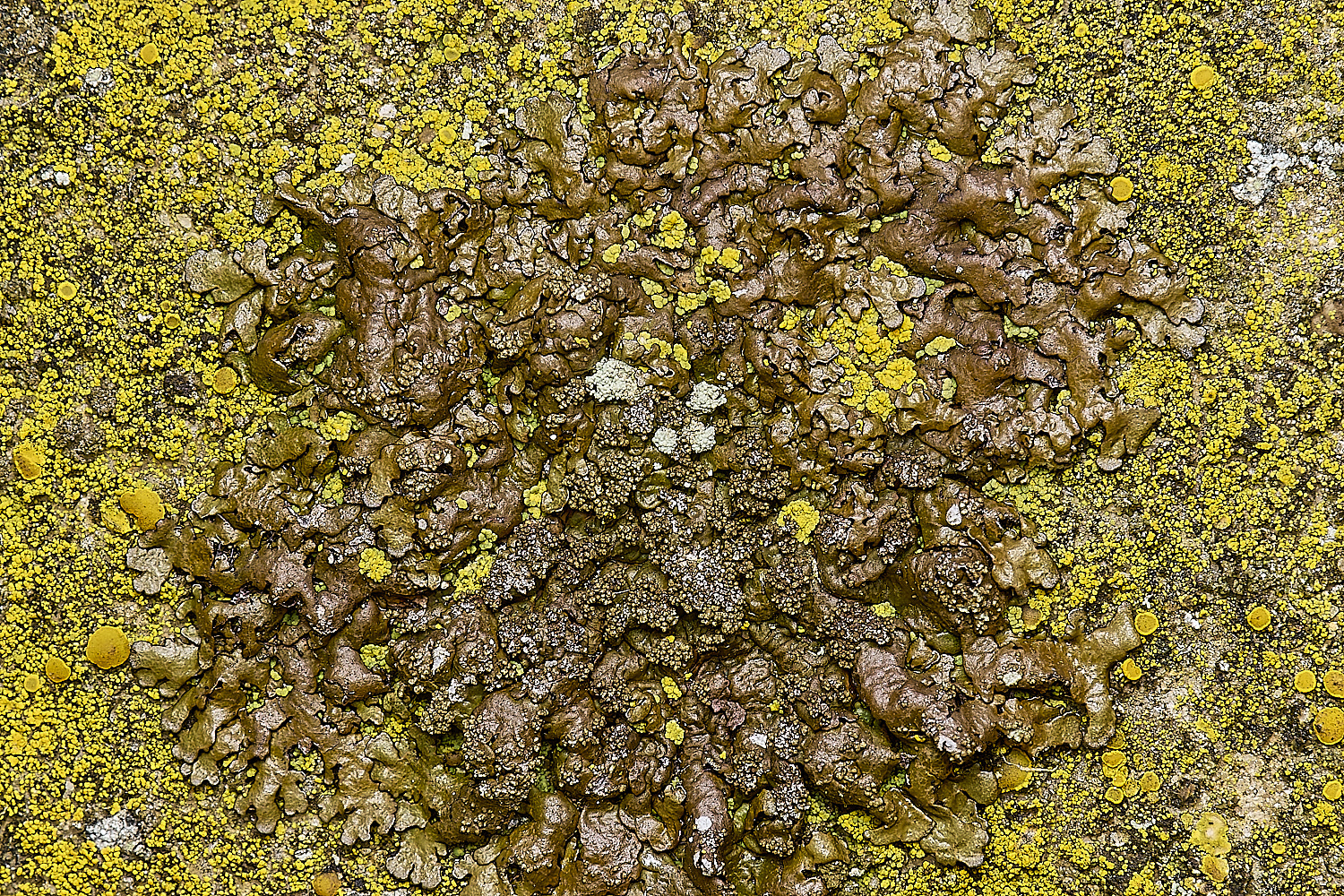 IngworthLichen20290125-4