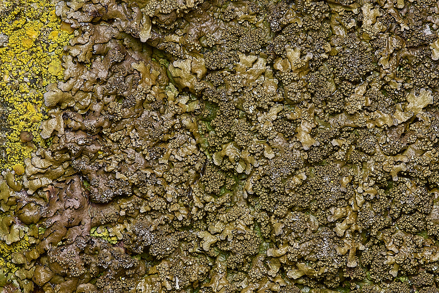 IngworthLichen20290125-5