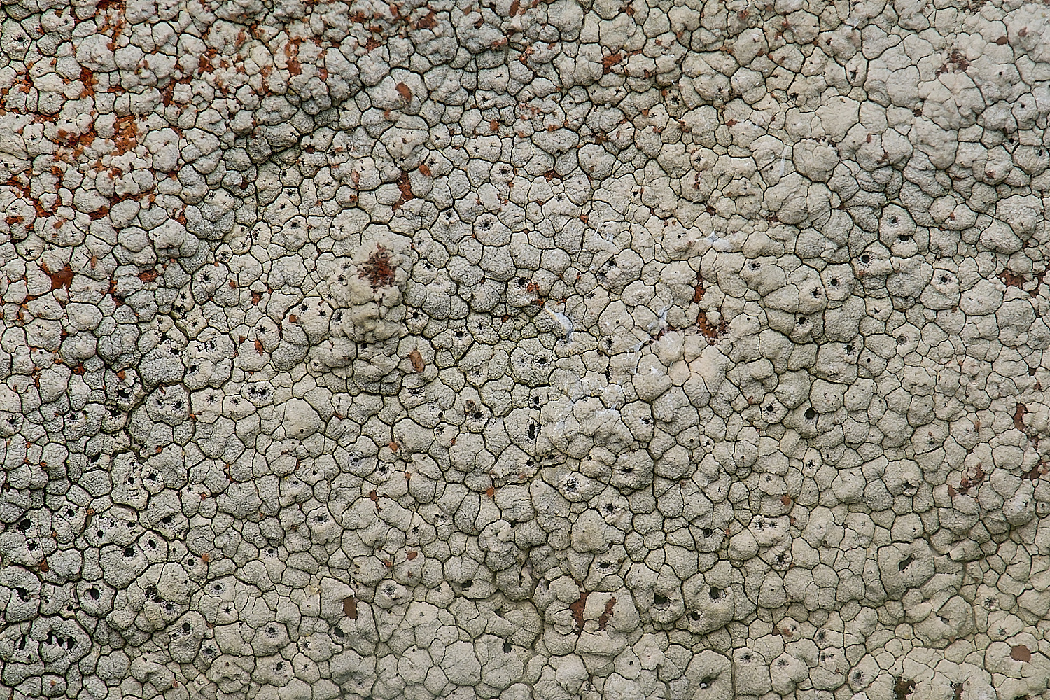 IngworthLichen21210125-1