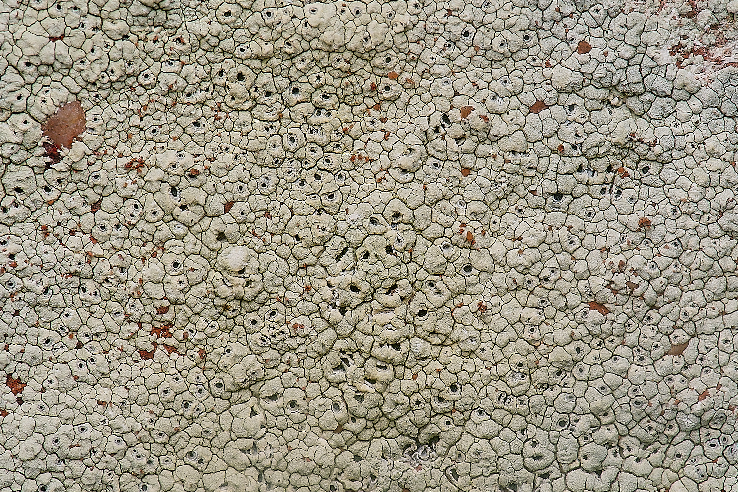 IngworthLichen21210125-2