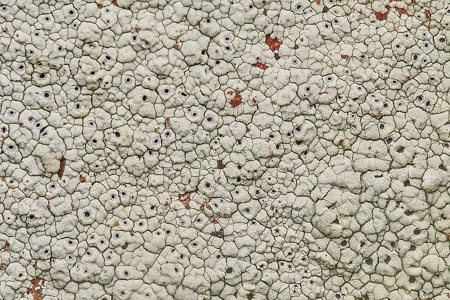 IngworthLichen21210125-3