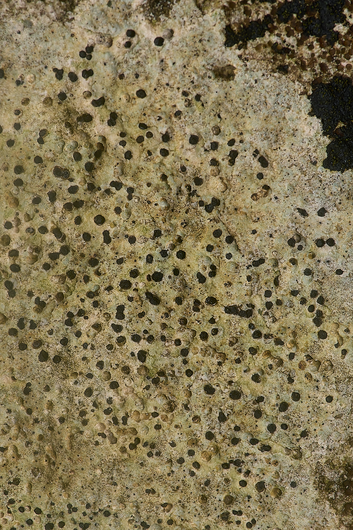 IngworthLichen22210125-1