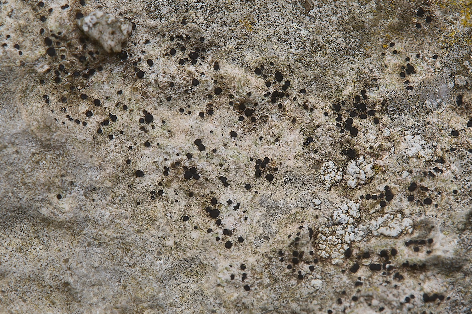 IngworthLichen22290125-1