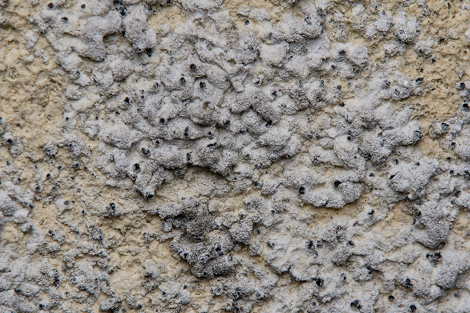IngworthLichen2290125-1