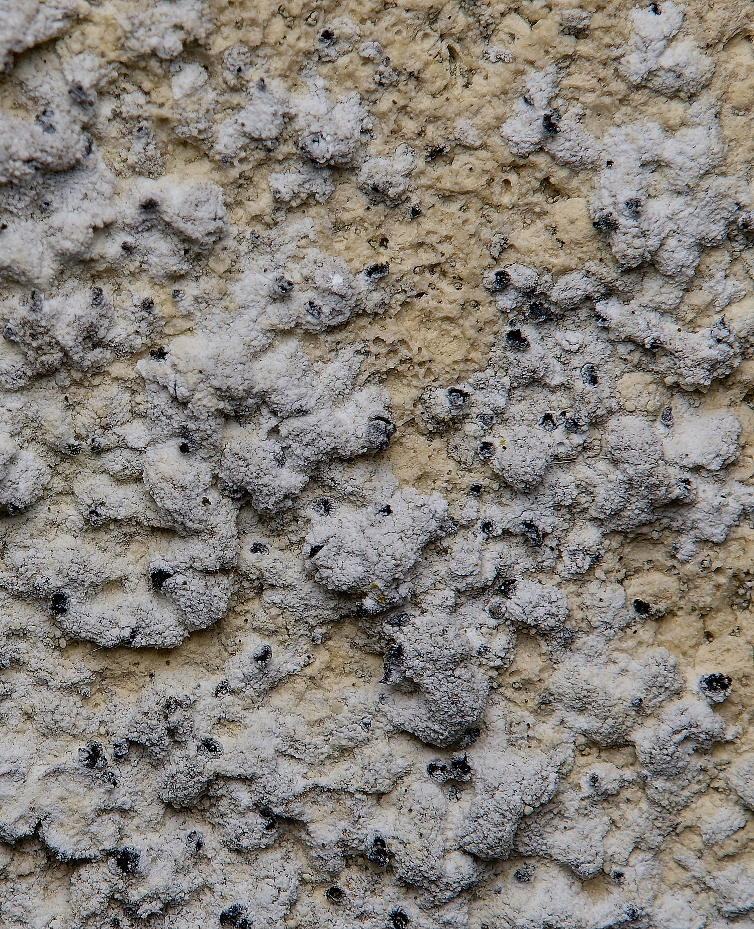 IngworthLichen2290125-2