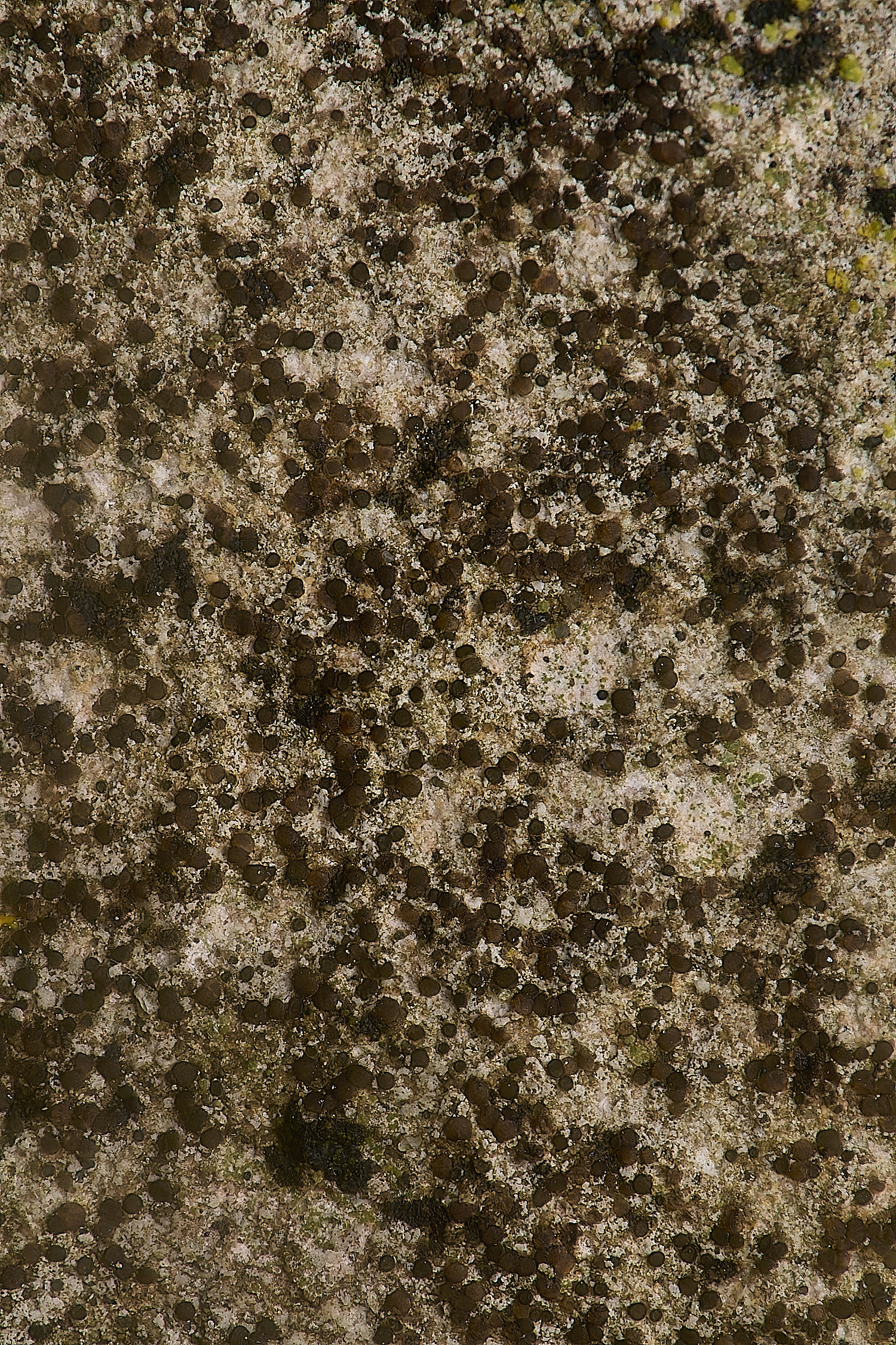 IngworthLichen23210125-1