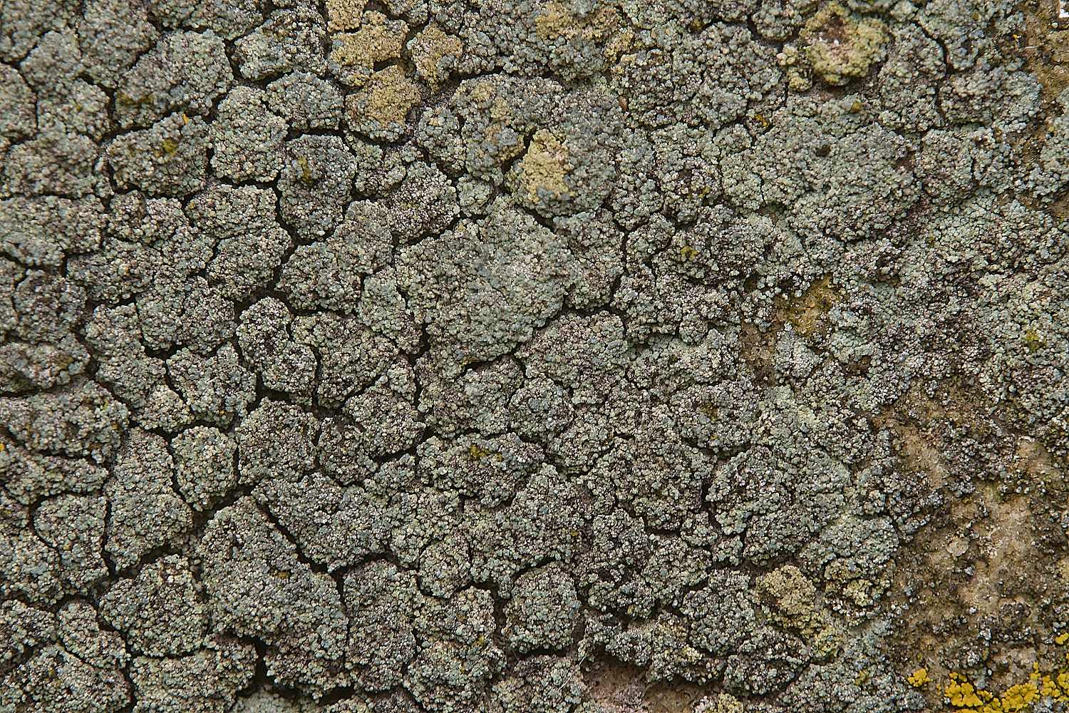 IngworthLichen23290125-1