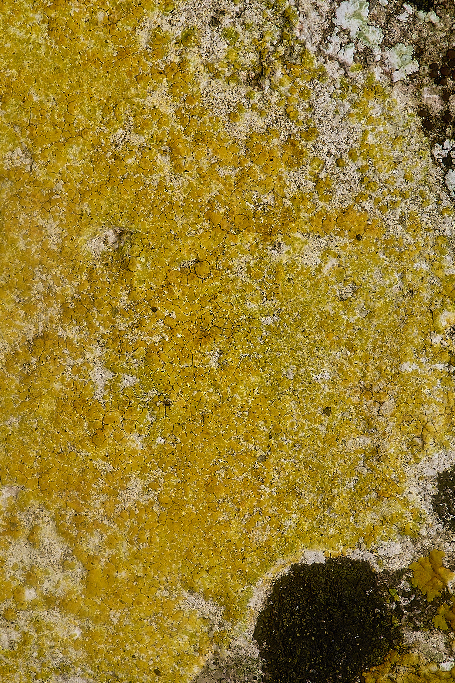 IngworthLichen24210125-1