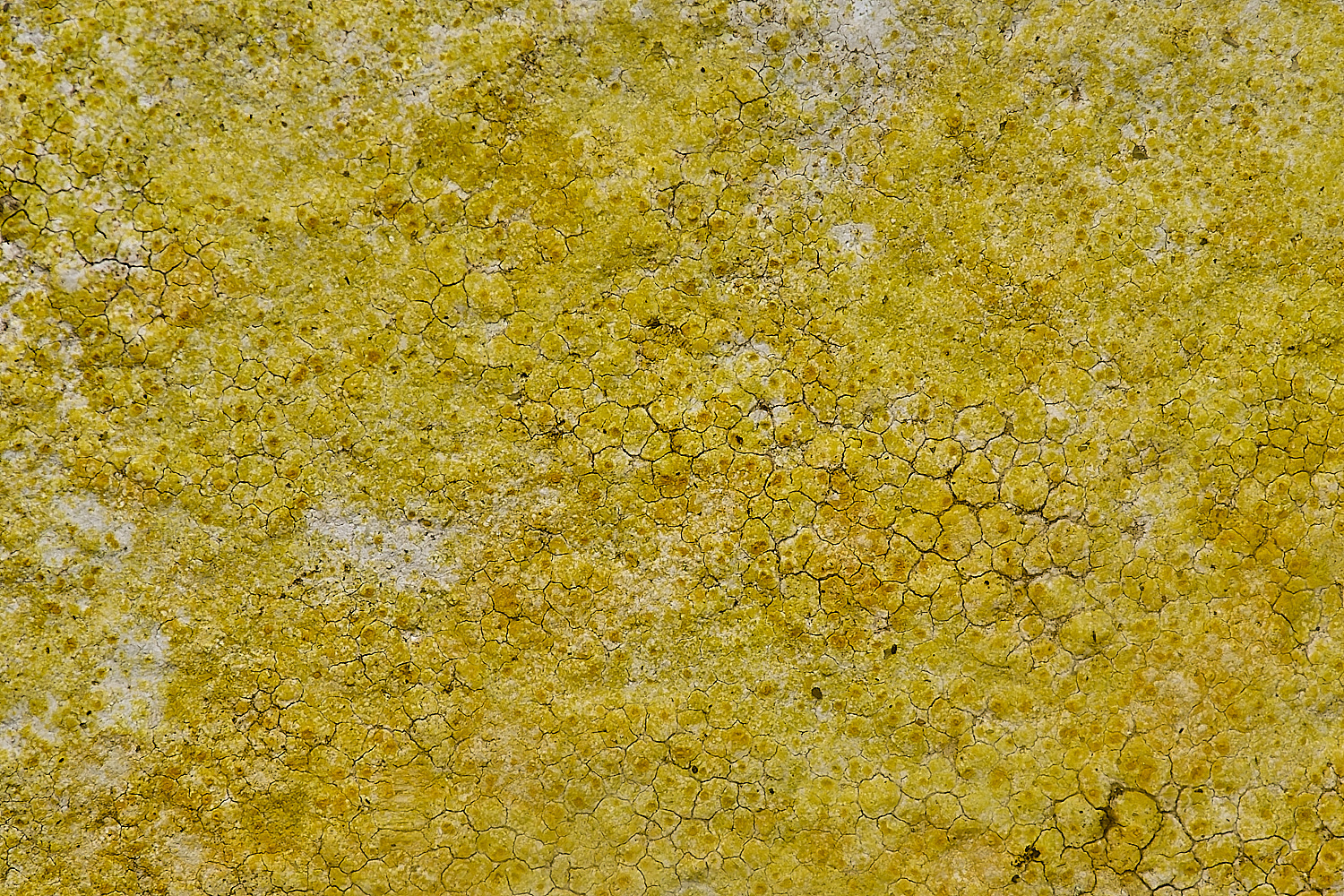 IngworthLichen24210125-2