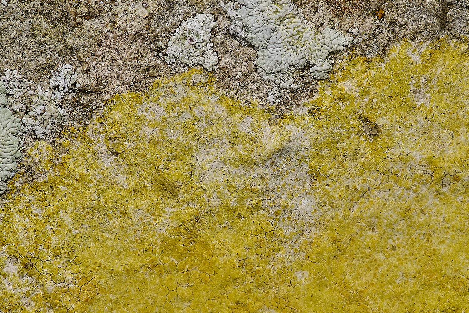 IngworthLichen24210125-3