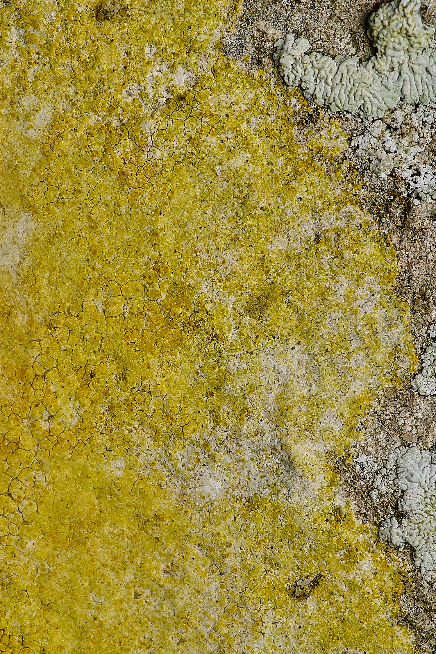 IngworthLichen24210125-4