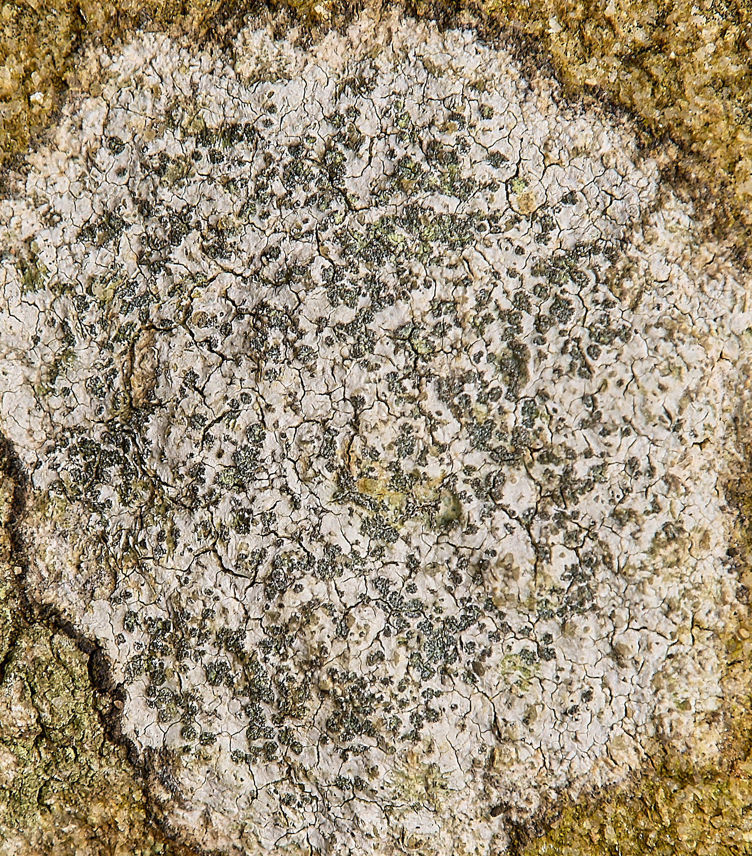 IngworthLichen24290125-1 1