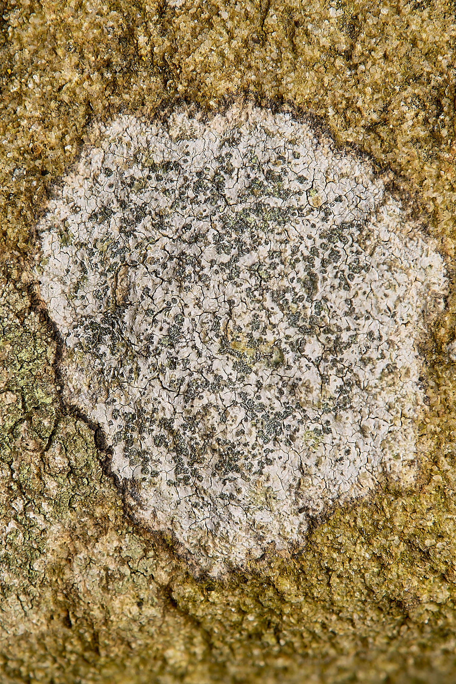 IngworthLichen24290125-1